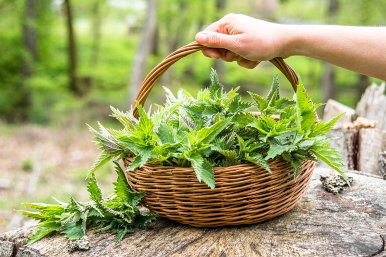 Fresh,Nettles.,Basket,With,Freshly,Harvested,Nettle,Plant.,Spring,Season