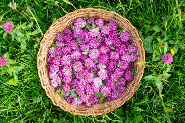 gesammelte Blüten des Rotklees in einem Sammelkorb