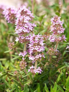 Blüte des Quendels