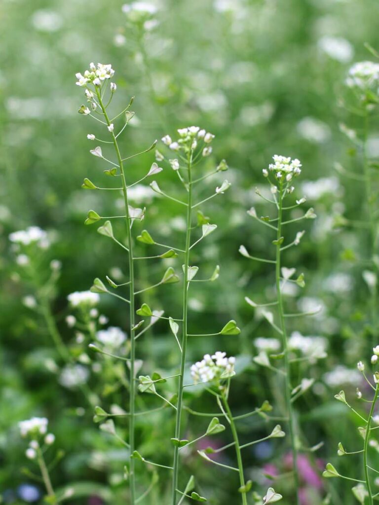 Hirtentäschel in der Blüte