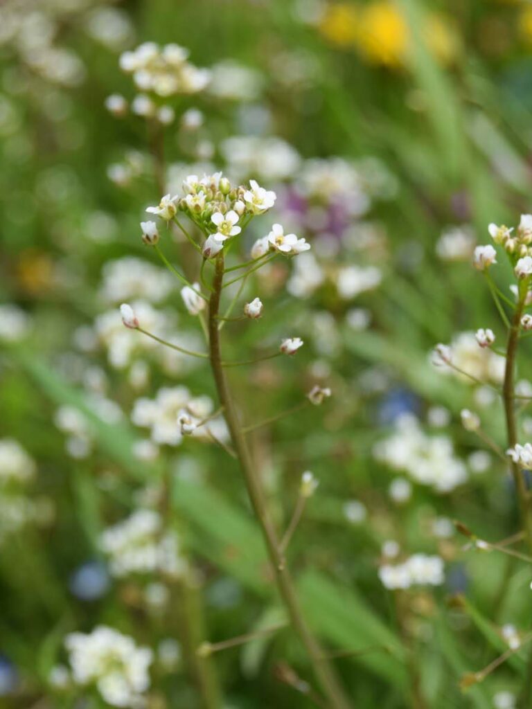 Hirtentäschel auf der Wiese