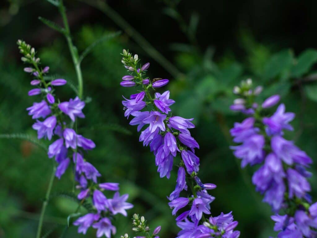 Ackerglockenblume mit Blüten