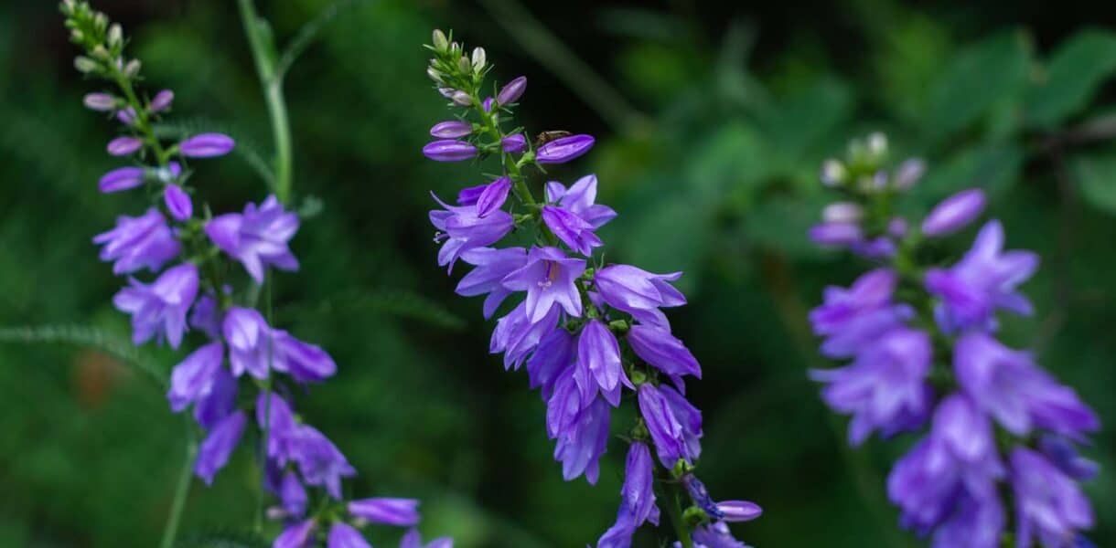 Ackerglockenblume mit Blüten