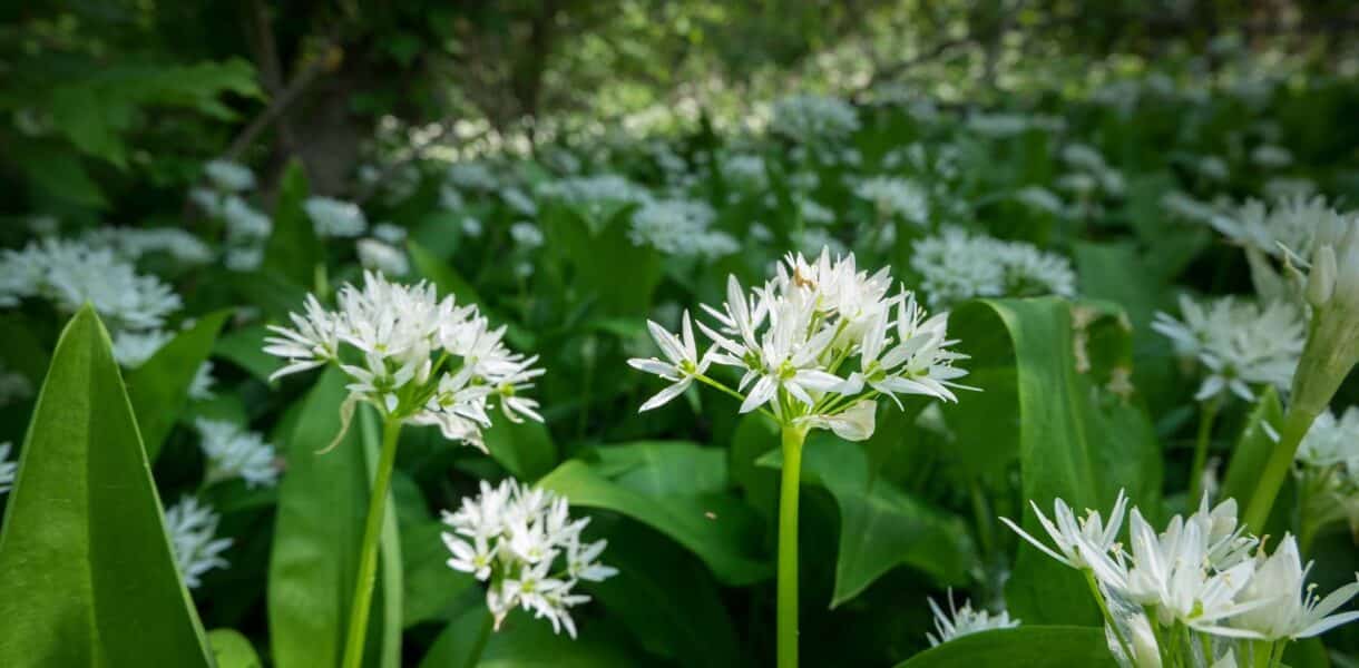 Bärlauch in der Blüte