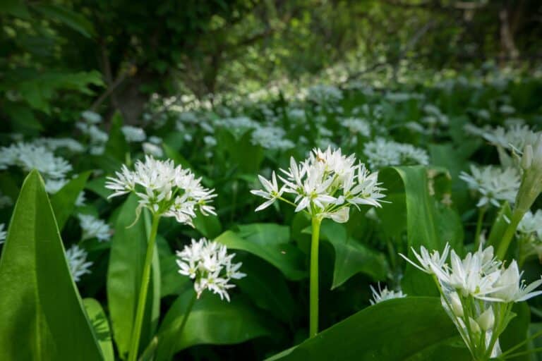 Bärlauch in der Blüte