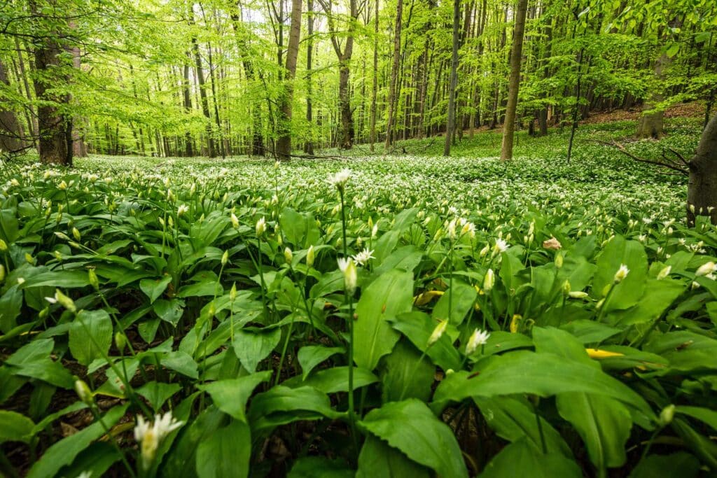 Bärlauchfeld im Wald