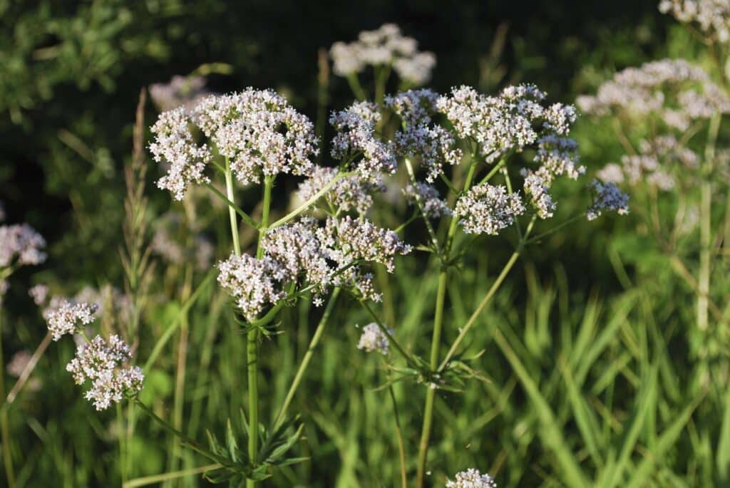 Bibernelle in der Blüte