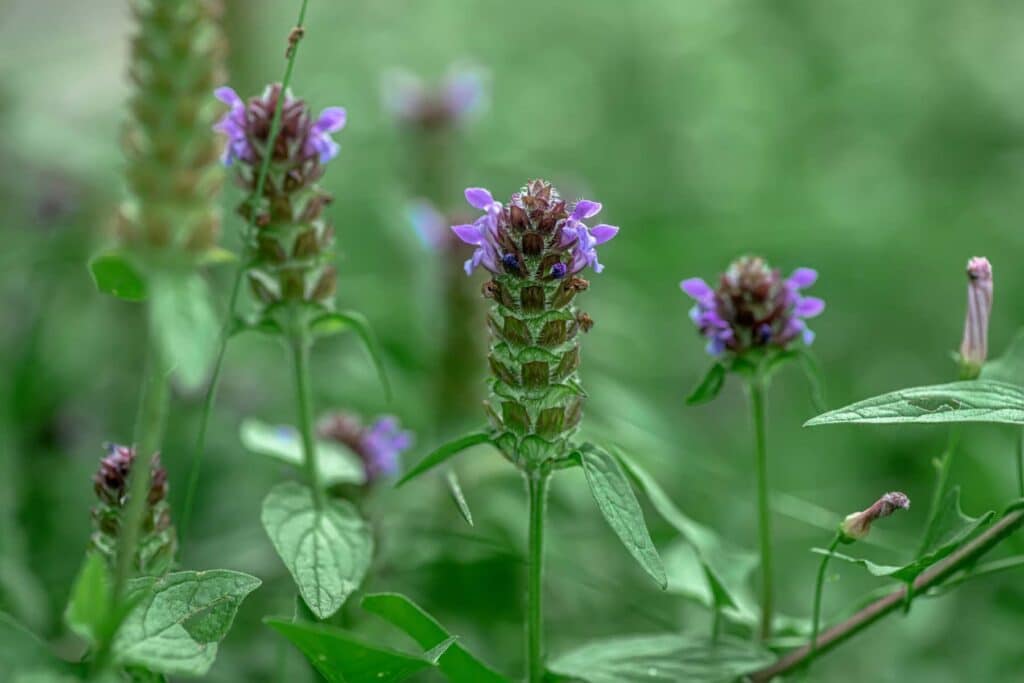 Braunelle in der Blüte